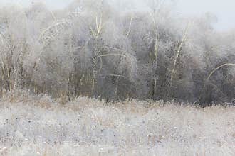 Generic winter landscape