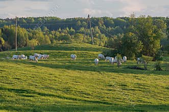 Charolais cattle in the green pasture in the spring evening
