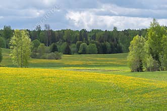 Spring landscape with green and yellow blooming fields and hills
