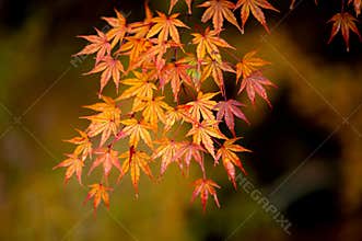 Japanese maple leaves during the autumn season