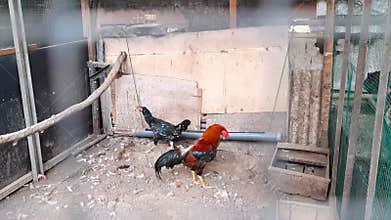Pair Of Rooster And Hen Talking In Rural Dirty Cage Village Poultry Farmyard