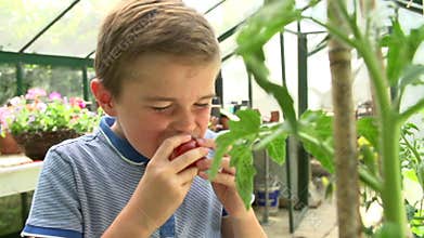 Boy Picking And Eating Home Grown Tomatoes In Greenhouse