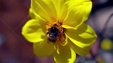 Bumble Bee