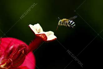 Bees flying for foraging