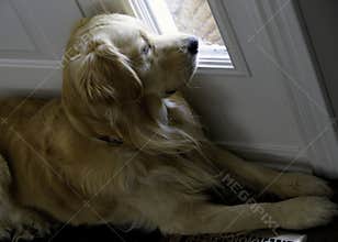 Golden Retriever - Separation Anxiety