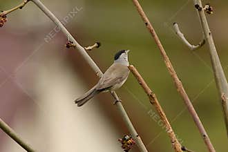 A beautiful male eurasian blackcap (Sylvia atricapilla) looking around curiously on cloudy day