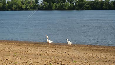 Geese Anser are genus of waterfowl of duck family, order Anseriformes. Geese live in meadows marshy areas, some on sea coast. They