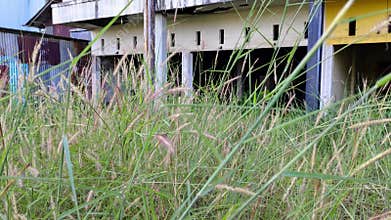 Overgrown Grass in Front of Derelict Building Exterior