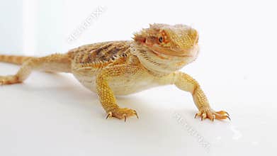 Bearded dragon eating zophobas worm over white