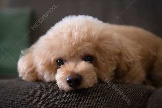 A red-brown toy poodle dog. Cute Toy poodle puppy