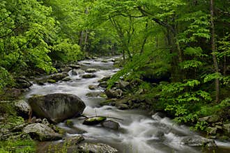 Spring in Tremont at Great Smoky Mountains National Park, TN USA