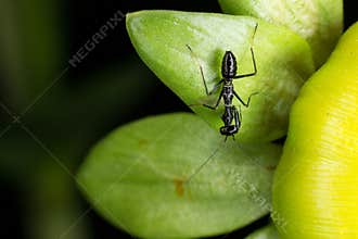 Black ant on dahlia bud