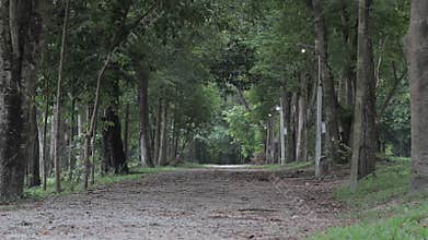 Tropical view of rural road with green trees near reservoir.