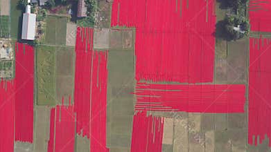 Aerial view of Hundreds of meters of newly dyed, bright red cotton are rolled out to dry in the sun in Narsingdi, Bangladesh.