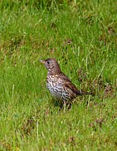 An adorable song thrush (Turdus philomelos) in the garden on cloudy day