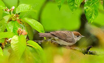 A cute female eurasian blackcap (Sylvia atricapilla) perching on a blossoming cherry tree after rain