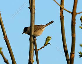 An adorable male eurasian blackcap on a tree in sunny, peaceful afternoon