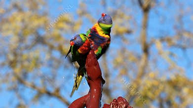 Two colorful rainbow lorikeets competing for a bath in a garden fountain, South Australia