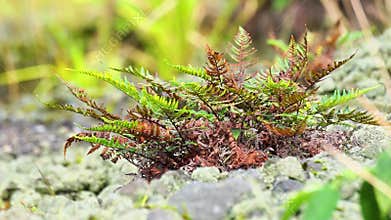 Green ferns (pakis) grow on rocks near volcanic craters