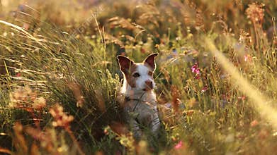 Jack Russell Terrier in tall grass
