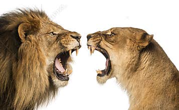 Close-up of a Lion and Lioness roaring