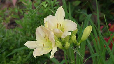 Hemerocallis, 'Snowy Apparition
