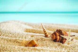 Beautiful tropical beach with seashells