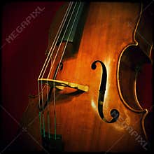 Double bass