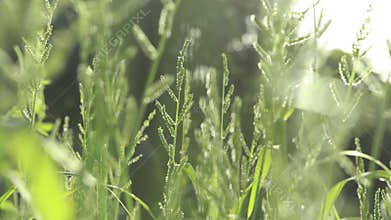 soft green grass swaying gently in morning sunlight. a peaceful, fresh, and natural scene perfect for wellness, nature, or