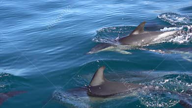 Wild Dolphins Swimming off Terceira Island, Azores