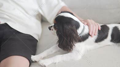 A Cavalier King Charles Spaniel puppy lies next to a relaxed teenage boy on a comfortable sofa.