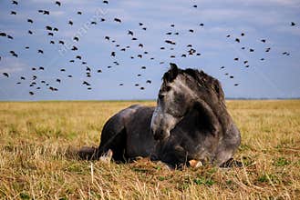 Horse resting in a field