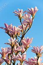 Magnolias in evening light, magnolia sunrise 