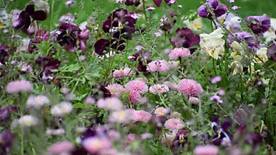 Violets and the tenderness of summer