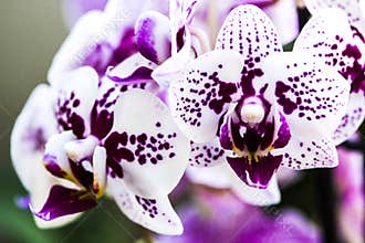 Orchid flowers