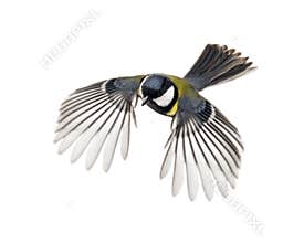 Great tit flying