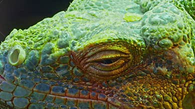 Green iguana, large arboreal herbivorous lizard species. Iguana on the tree branch. Closeup