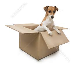 Dog in the box