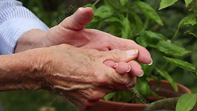 Elderly woman rubs her hands from arthritis pain
