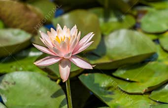 Water Lilies (Nymphaeaceae) blooming in the Sunken Gardens, Nebraska