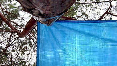 Blue tarp attached to a tree trunk gently fluttering in the wind