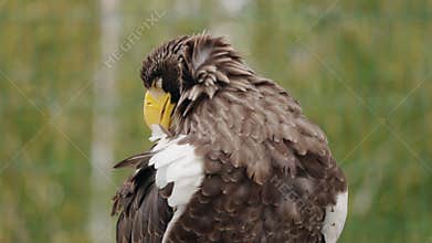 Stellers sea eagle preening its feathers with its sharp yellow beak, standing calmly in a forest environment