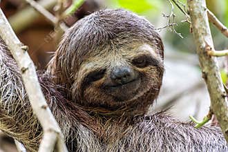 Brown-throated sloth, Bradypus variegatus at the sloth path on the Jari Canal at Alter do Chao, Santarem, Para, Brazil