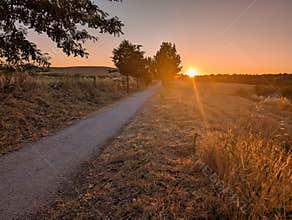 Sunset along a quiet path in a rural landscape with golden fields and distant trees