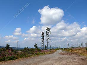 Bohemian Forest in Czech Republic