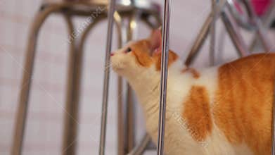 Curious Orange and White Cat in Indoor Setting