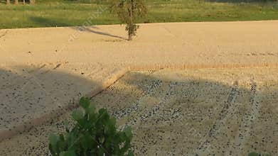 many wild birds on the fields, some flying some eating grain