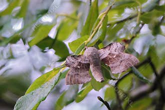 Poplar Hawk-Moth ( Laothoe populi )