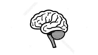 human brain anatomy icon