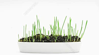 Accelerated growing of fresh new green grass